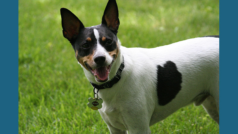 Rat Terrier 2