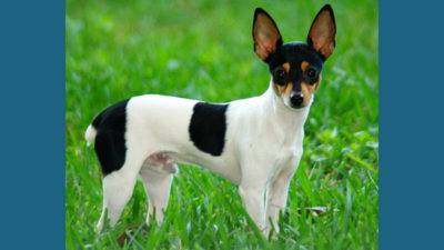 Rat Terrier 3