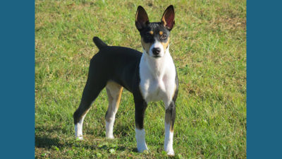 Rat Terrier 4