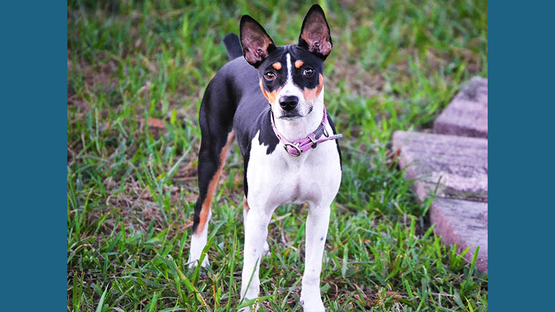 Rat Terrier 6