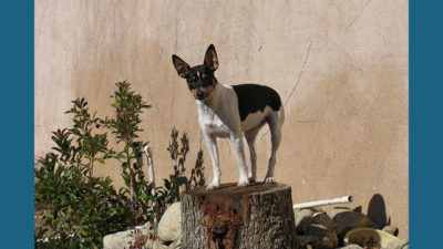 Rat Terrier 7