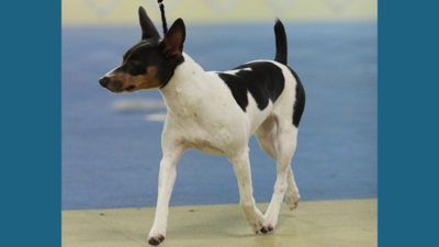 Rat Terrier 8