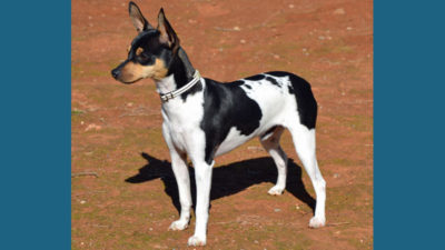 Rat Terrier 9