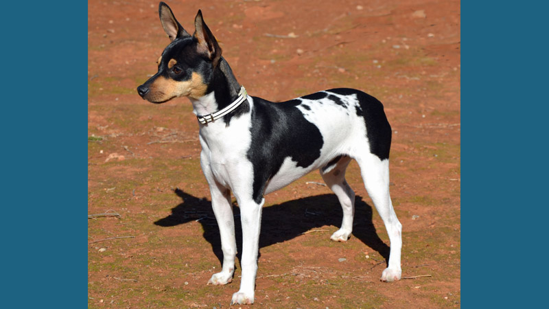 Rat Terrier 9