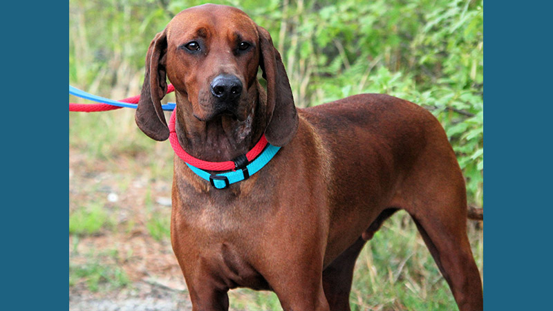 Redbone Coonhound 1