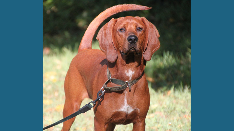 Redbone Coonhound 2
