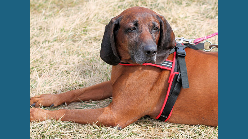 Redbone Coonhound 4