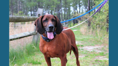 Redbone Coonhound 5
