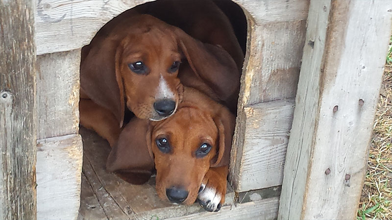 Redbone Coonhound 6