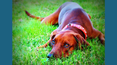 Redbone Coonhound 9