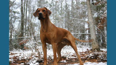 Rhodesian Ridgeback 1