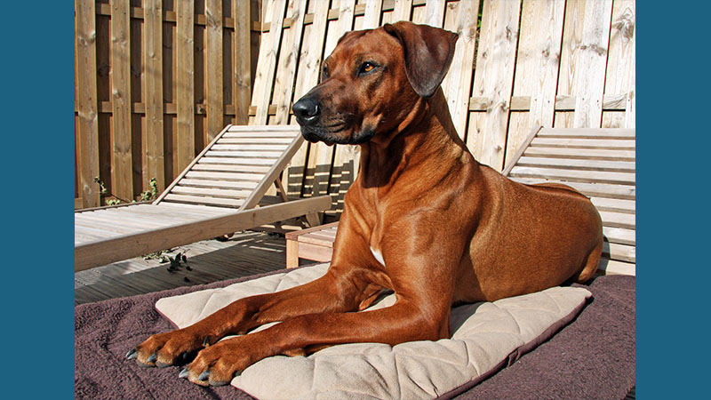 Rhodesian Ridgeback 10