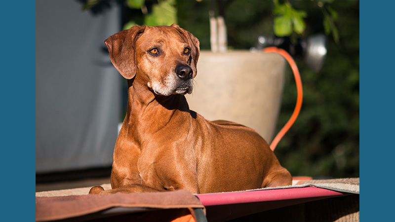 Rhodesian Ridgeback 11