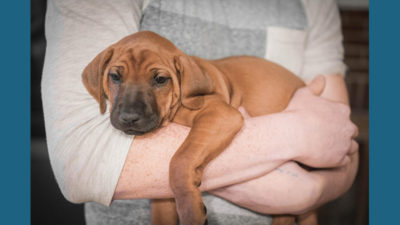 Rhodesian Ridgeback 12