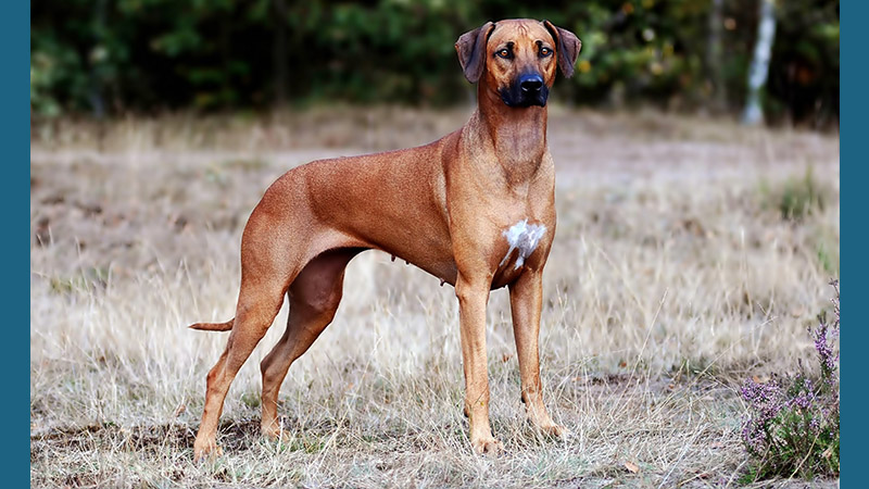 Rhodesian Ridgeback 13