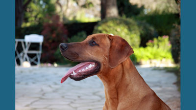 Rhodesian Ridgeback 14