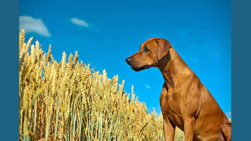 Rhodesian Ridgeback 15