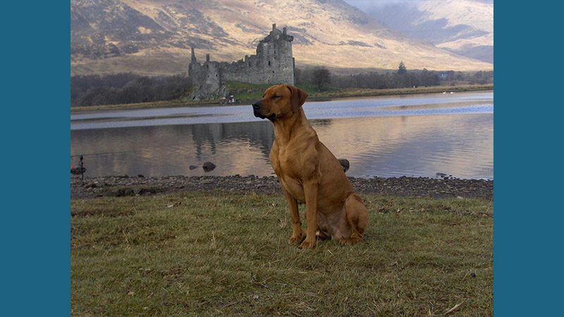 Rhodesian Ridgeback 16