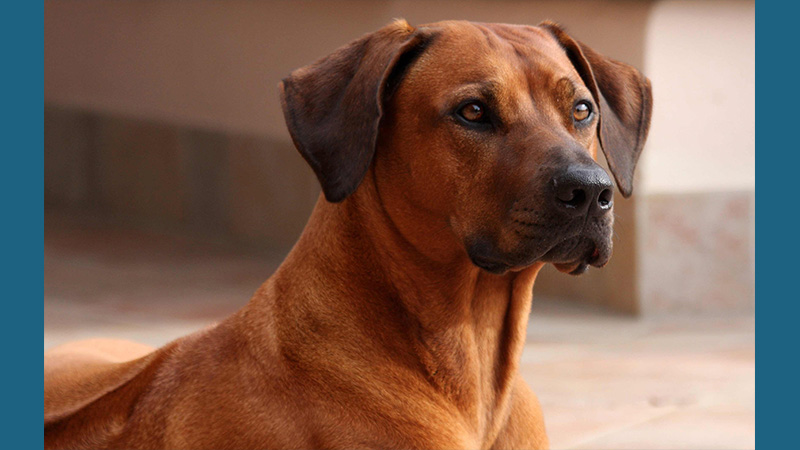 Rhodesian Ridgeback 2