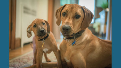 Rhodesian Ridgeback 3