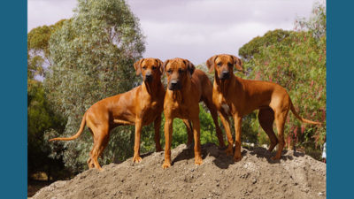 Rhodesian Ridgeback 4