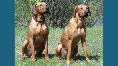 Rhodesian Ridgeback 5