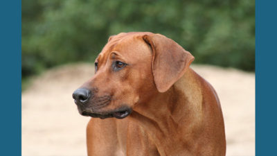 Rhodesian Ridgeback 6