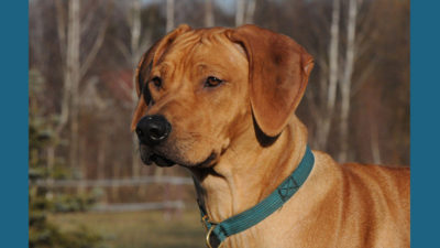 Rhodesian Ridgeback 7