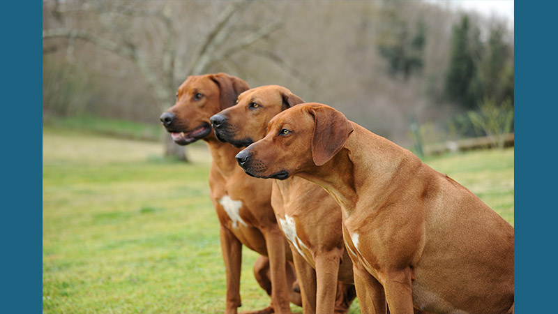 Rhodesian Ridgeback 8