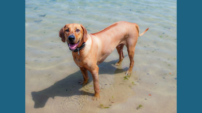 Rhodesian Ridgeback 9