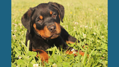 Rottweiler 1