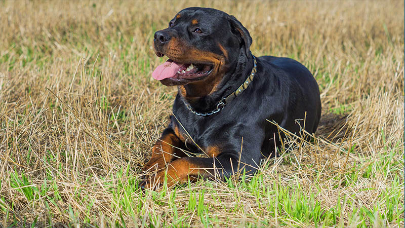 Rottweiler 10