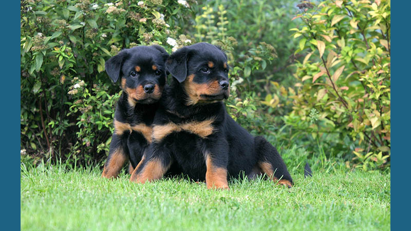 Rottweiler 11