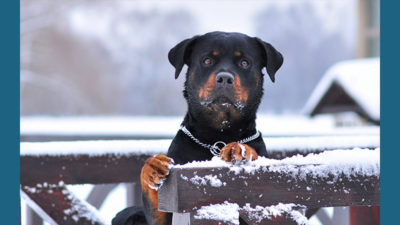 Rottweiler 12