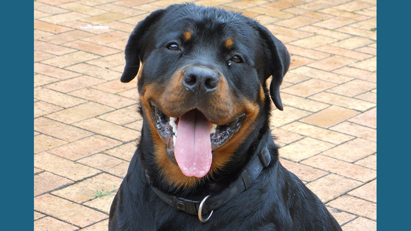 Rottweiler 13