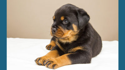 Rottweiler 14