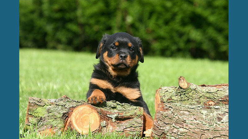 Rottweiler 15