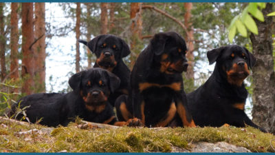 Rottweiler 16