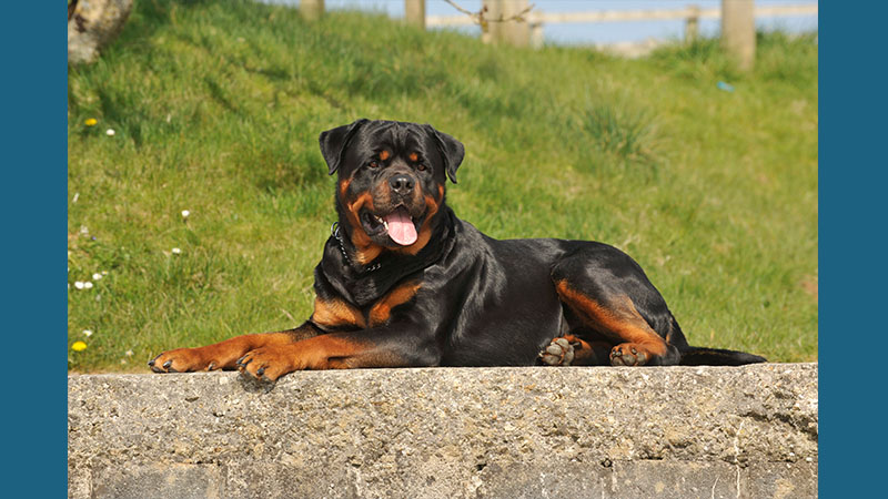 Rottweiler 2