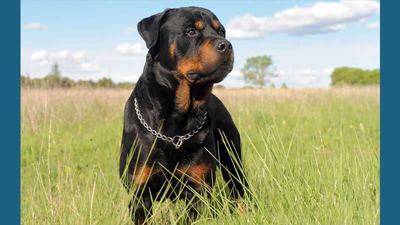 Rottweiler 3