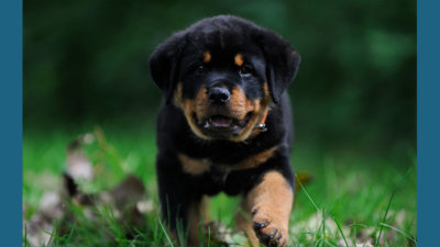 Rottweiler 4