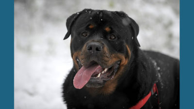 Rottweiler 5