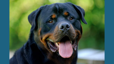 Rottweiler 6