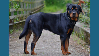 Rottweiler 7