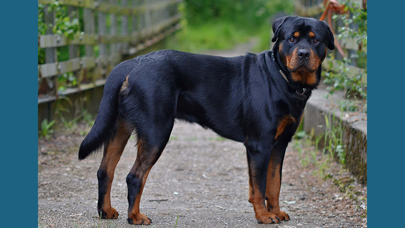 Rottweiler 7