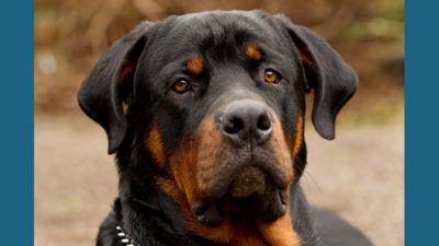 Rottweiler 8