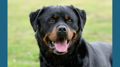 Rottweiler 9