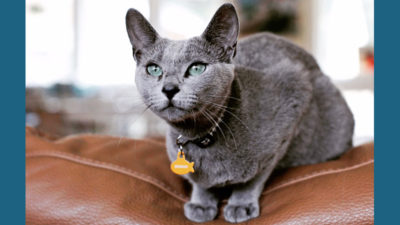 Russian Blue 1