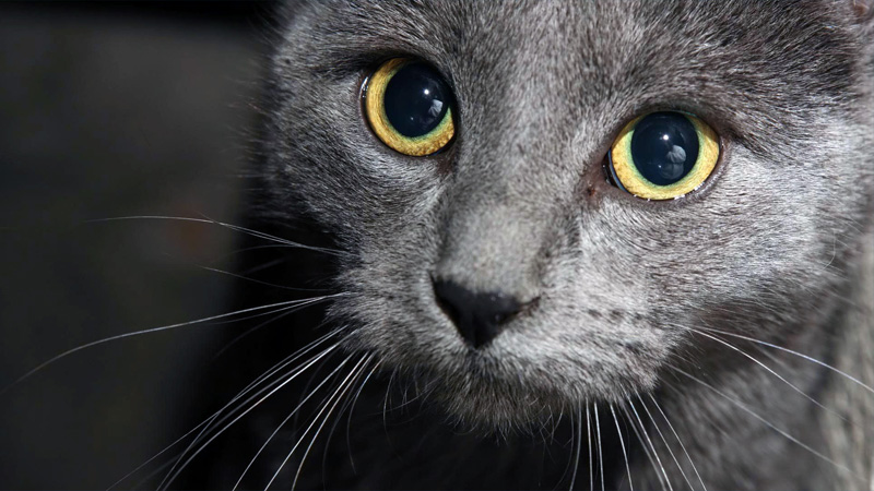 Russian Blue 10