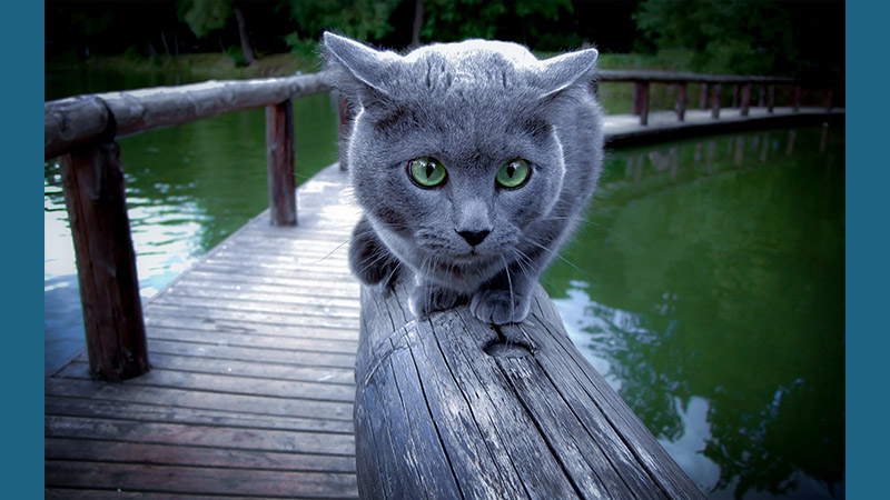 Russian Blue 3